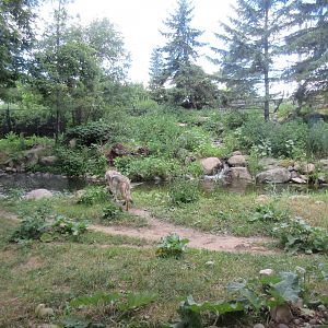 Mexican Grey Wolf Exhibit