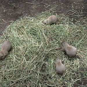 Baby Black-tailed Prairie Dogs