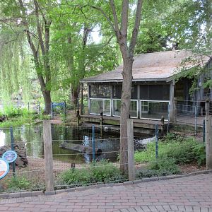 American Alligator Exhibit