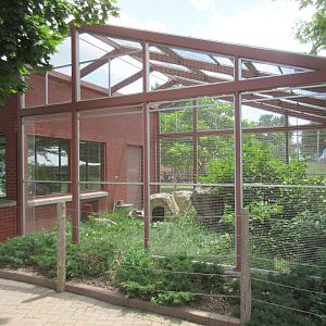 Black-footed Cat Exhibit