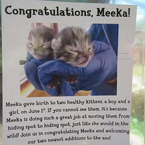 Black-footed Cat Exhibit - Sign