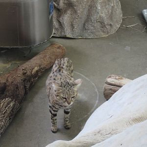 Black-footed Cat