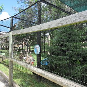 White-throated Capuchin Exhibit