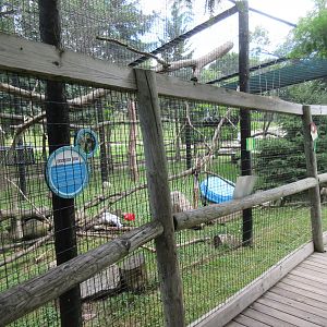White-throated Capuchin Exhibit