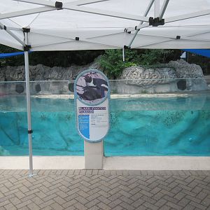 African Penguin Exhibit - Lower Viewing Area