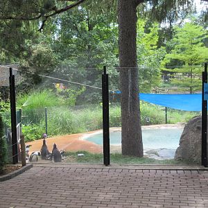 African Penguin Exhibit - Upper Viewing Area
