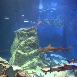 Shark exhibit