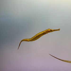 Pipefish