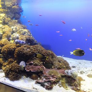 Coral reef tank