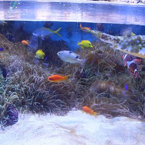 Coral reef tank