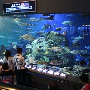 Tank for various kind of fish