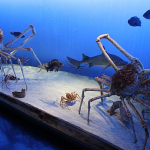 Japanese spider crab