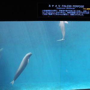 More finless porpoise