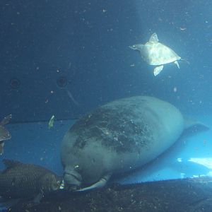 West african manatee