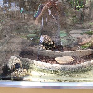 Tortoise exhibit