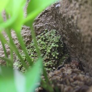Tonkin bug-eyed frog