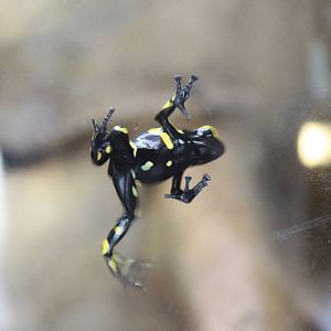 Yellow-banded poison frog