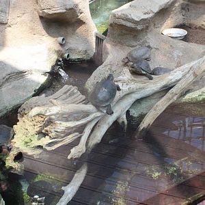 Turtle exhibit