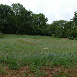 New bee exhibit, July 2018