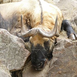 Mishmi takin, July 2018