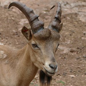 West Caucasian tur, July 2018