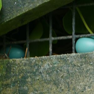 Superb starling eggs, July 2018
