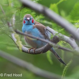 red-cheeked cordon bleu