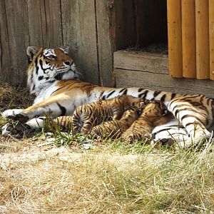 Amur Tiger and cubs