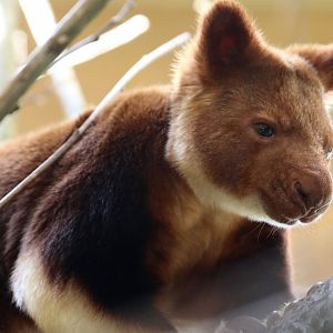 Goodfellow's Tree Kangaroo - 14 July 2018