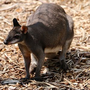 Dusky Pademelon - 14 July 2018