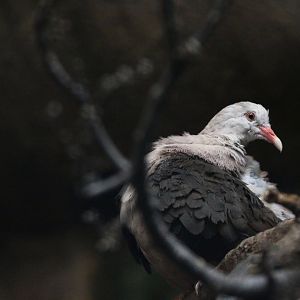 Pink Pigeon - 14 July 2018