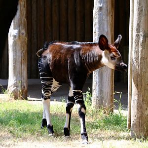 Okapi calf 'Semuliki' - 14 July 2018