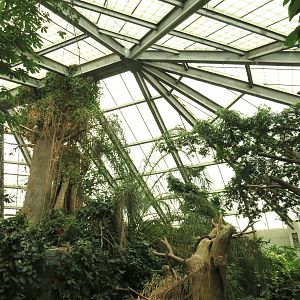 The Rainforest - Interior