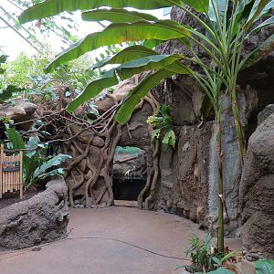 The Rainforest - Interior
