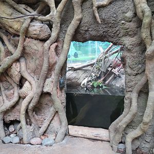 The Rainforest - Green Anaconda Exhibit