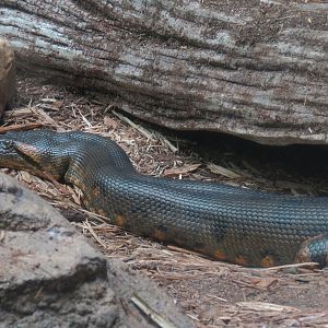 The Rainforest - Green Anaconda Exhibit