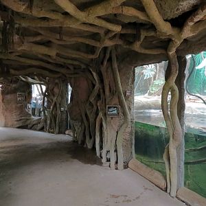 The Rainforest - Smooth-fronted Dwarf Caiman and Others Exhibit