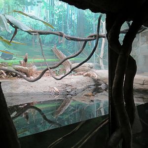 The Rainforest - Smooth-fronted Dwarf Caiman and Others Exhibit