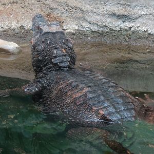 The Rainforest - Smooth-fronted Dwarf Caiman and Others Exhibit
