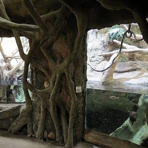 The Rainforest - Malaysian Giant Turtle and Others Exhibit