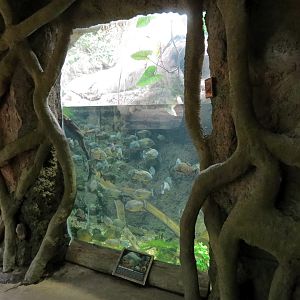 The Rainforest - Covict Cichlid and Red-bellied Piranha Exhibit