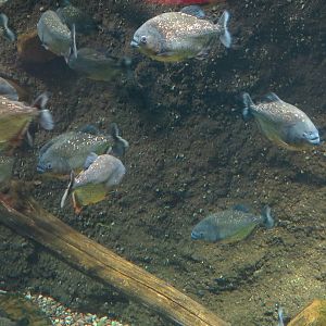 The Rainforest - Covict Cichlid and Red-bellied Piranha Exhibit