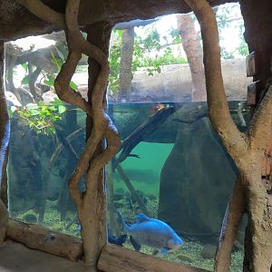 The Rainforest - Columbian Red-tailed Catfish and Others Exhibit