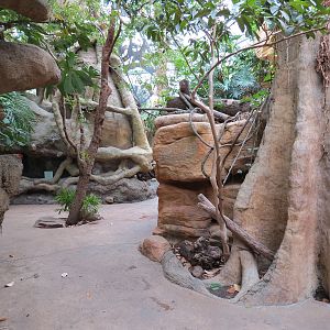 The Rainforest - Interior