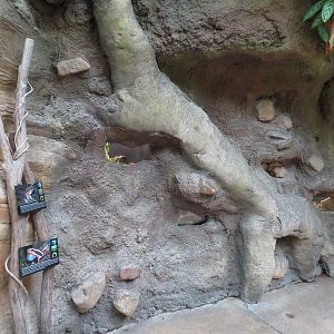 The Rainforest - Frog Exhibits