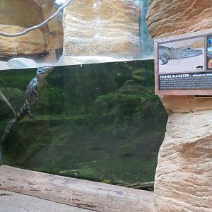 The Rainforest - Chinese Alligator Exhibit
