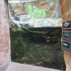The Rainforest - Banded Archerfish and Others Exhibit