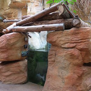 The Rainforest - Ripsaw Catfish and Water Wolves Exhibit