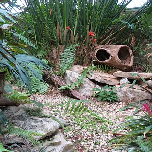 The Rainforest - Green and Black Poison Dart Frog and Others Exhibit