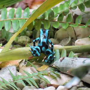 The Rainforest - Green and Black Poison Dart Frog and Others Exhibit